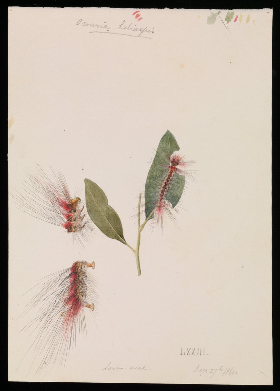 Rose Anthelid, Chenuala helispis af Arthur Bartholomew