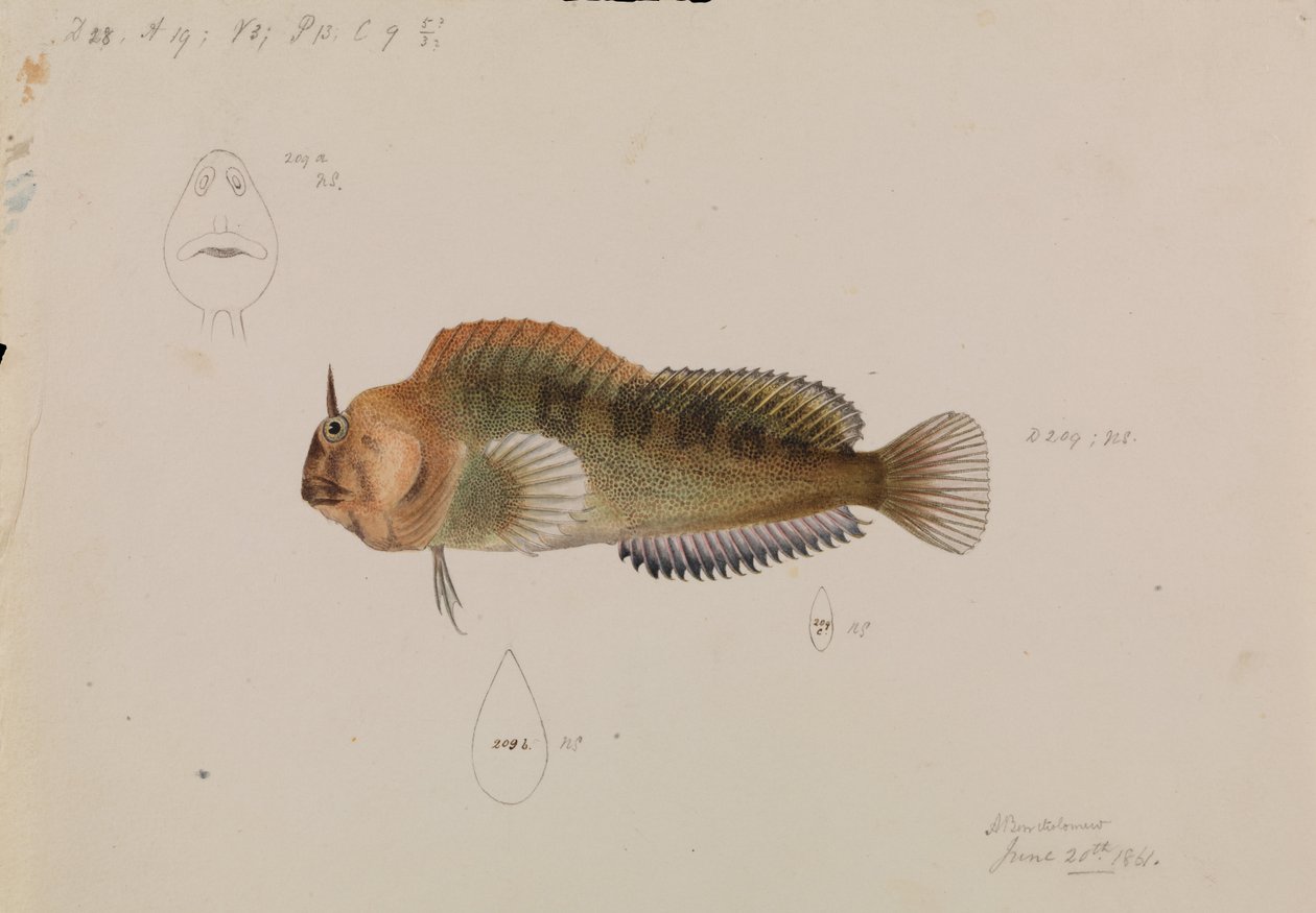 Tasmanian Blenny, Parablennius tasmanianus af Arthur Bartholomew