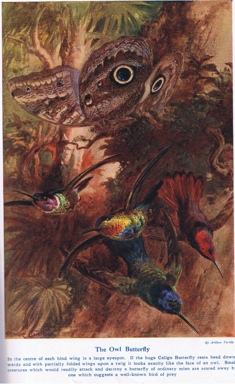 The Owl Butterfly, illustration fra 