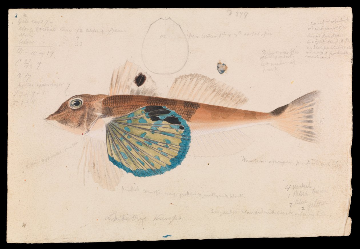Butterfly Gurnard, Lepidotrigla vanessa af Arthur Bartholomew