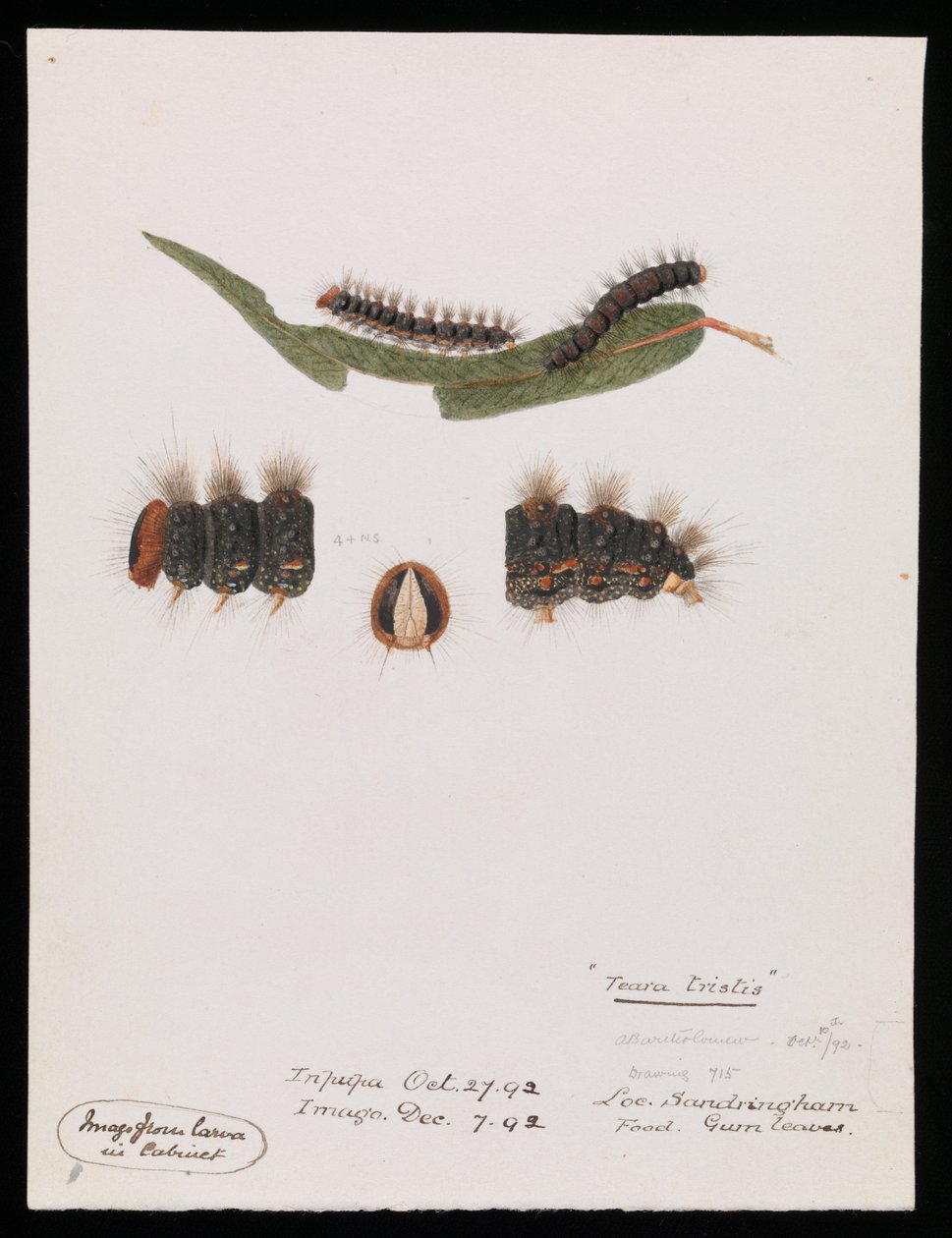 Larve, Epicoma contristis, Teara tristis af Arthur Bartholomew