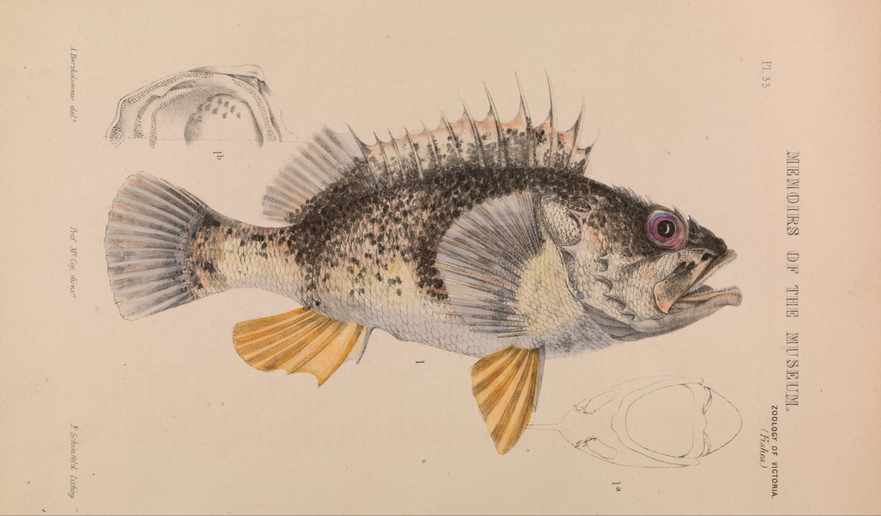 Havabbor, Helicolenus percoides af Arthur Bartholomew
