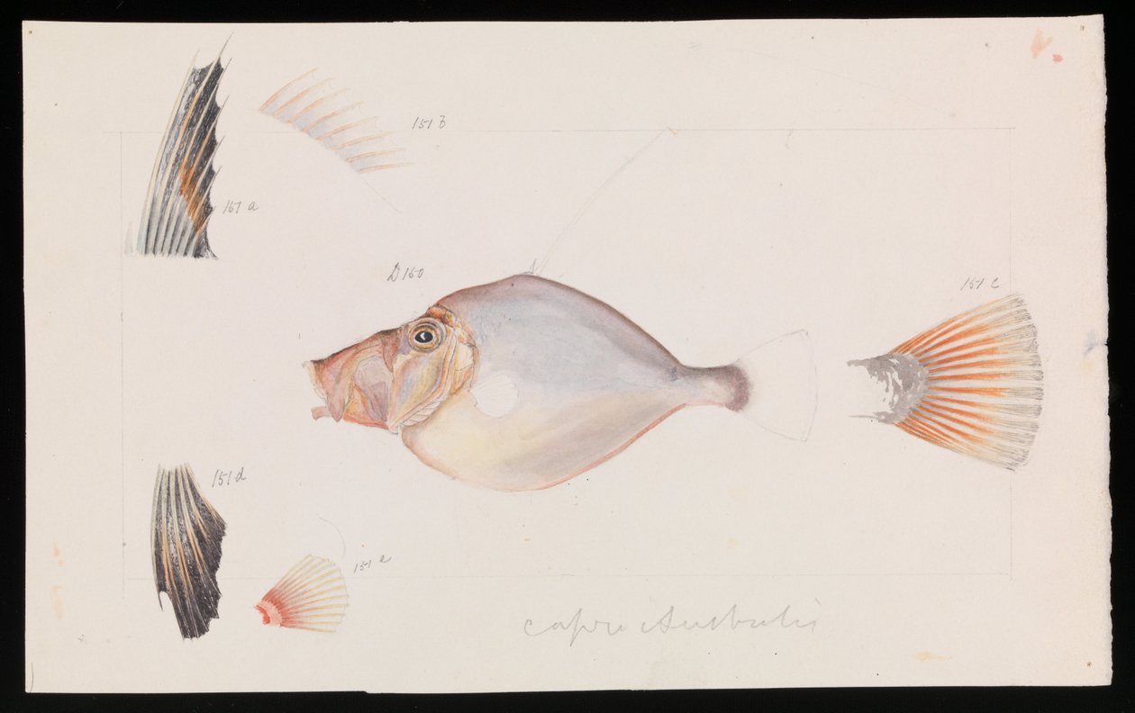 Silver Dory, Cyttus australis af Arthur Bartholomew