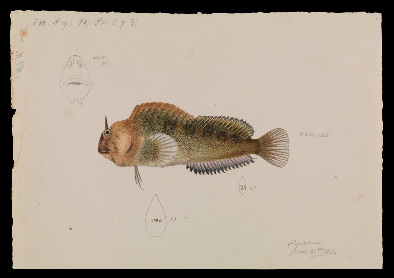 Tasmanian Blenny, Parablennius tasmanianus af Arthur Bartholomew