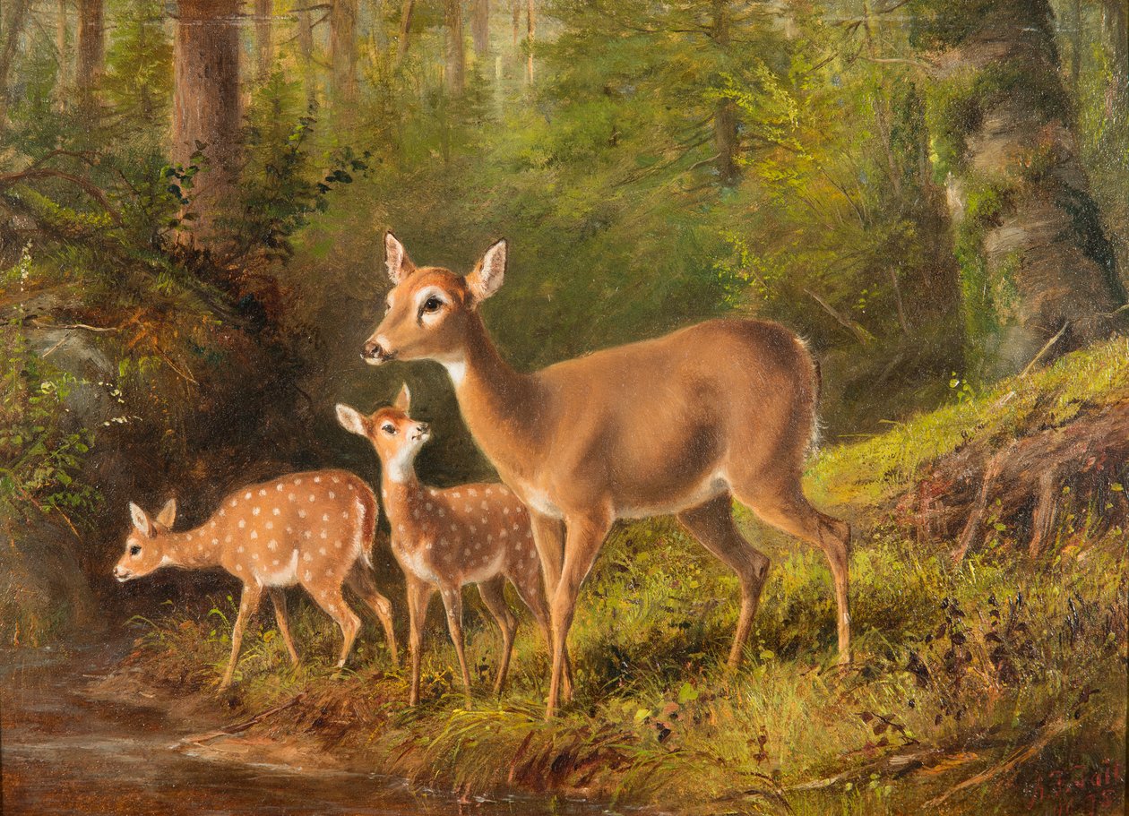 En Doe og to Fawns af Arthur Fitzwilliam Tait