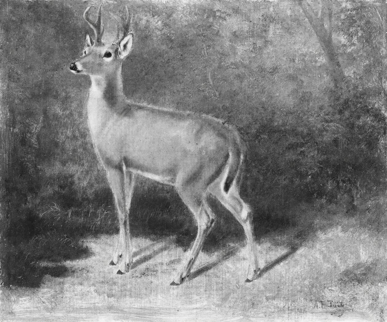 DeerSketch from Nature, ca. 1882. af Arthur Fitzwilliam Tait