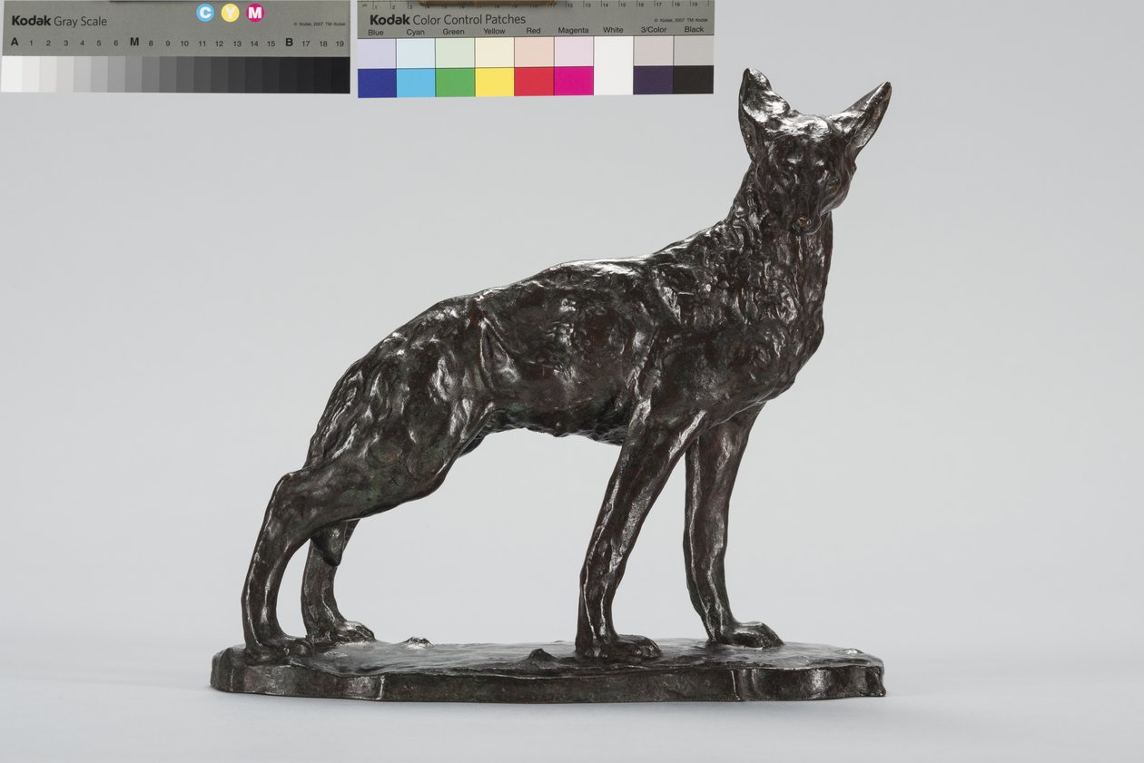 Alert Coyote (bronze) af Arthur Putnam