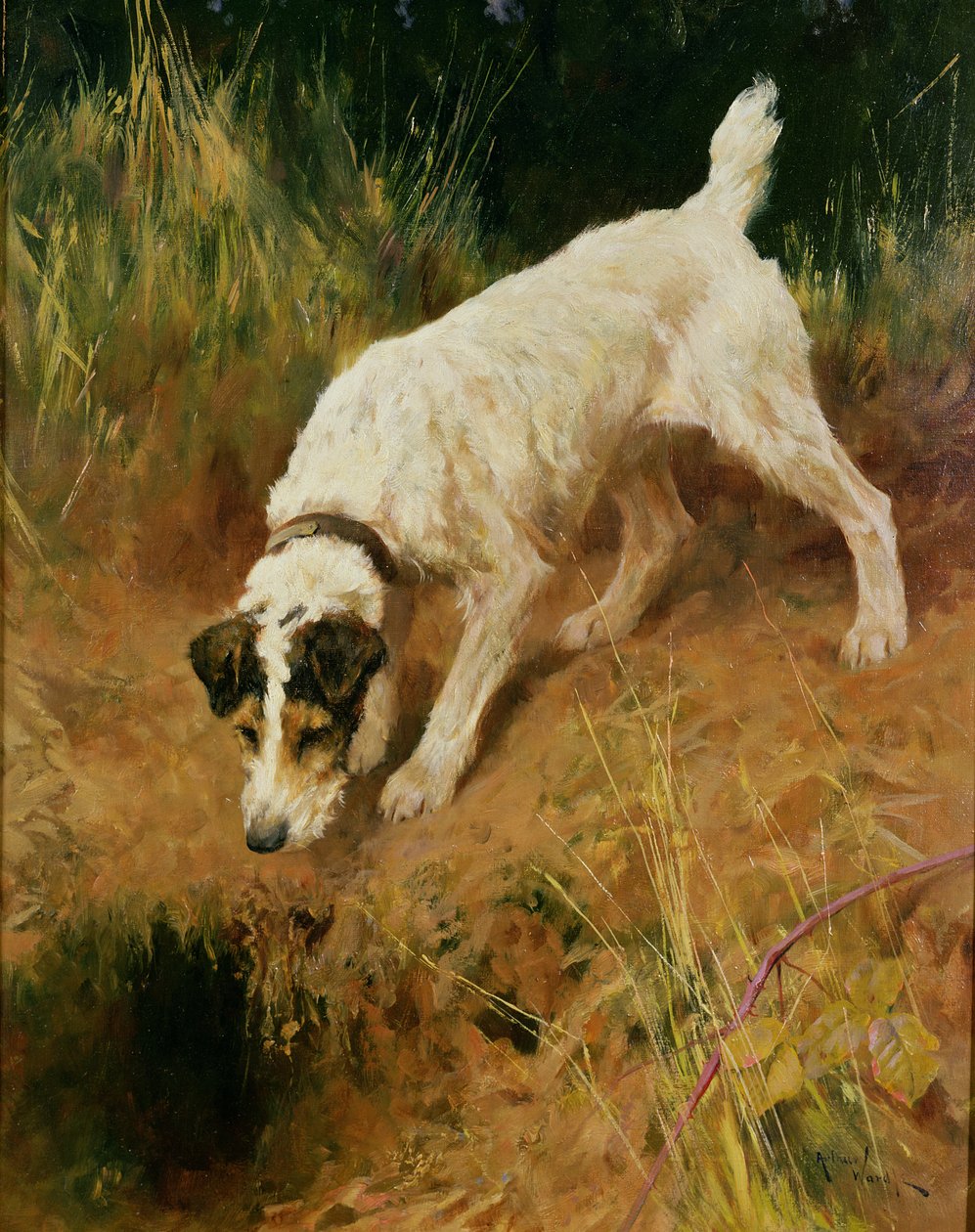 Fox Terrier af Arthur Wardle