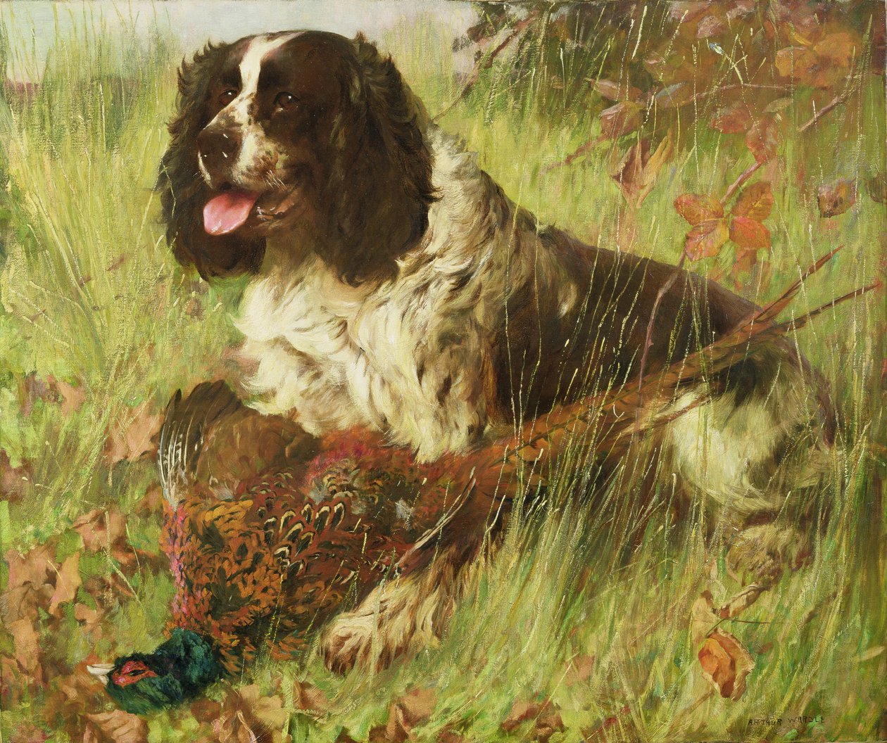 Springer Spaniel med Fasan af Arthur Wardle