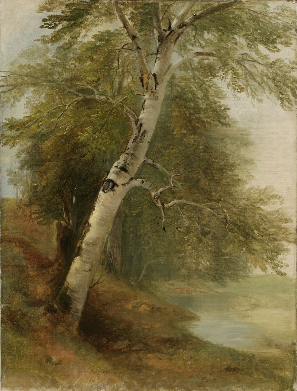 Naturstudier: Et birketræ, 1860 af Asher Brown Durand