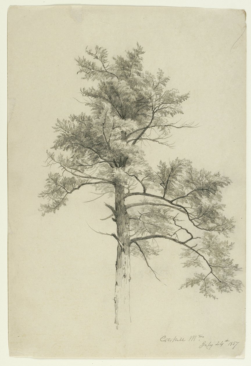 Tree Study, Catskill Mountains, New York, 1857 (grafit på beige papir) af Asher Brown Durand