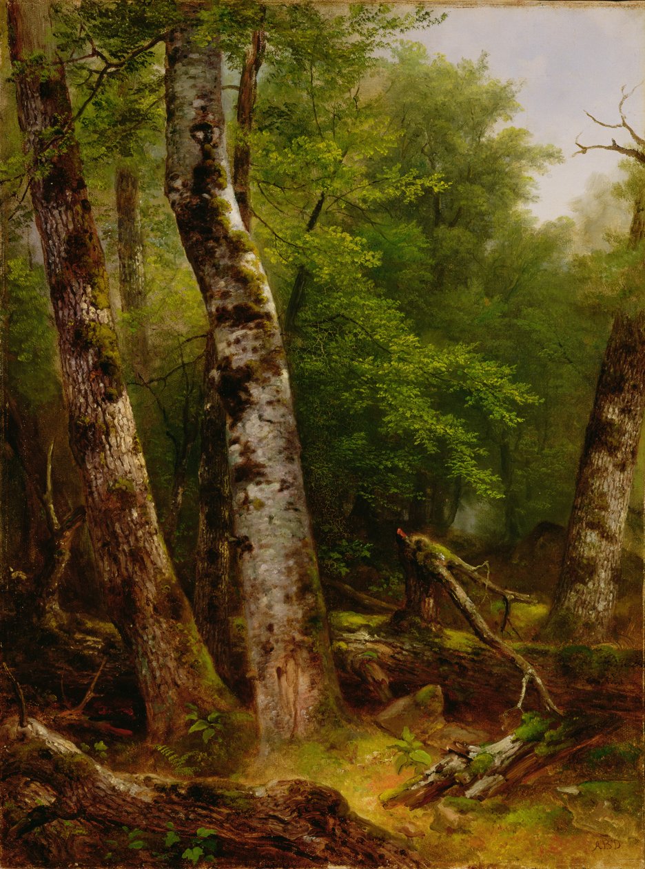 Birk og ahorn, 1855 af Asher Brown Durand