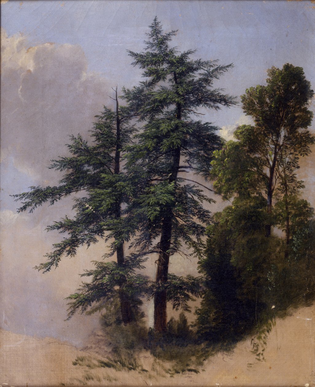 Tree Study, Newburgh, N.Y., 1849 af Asher Brown Durand