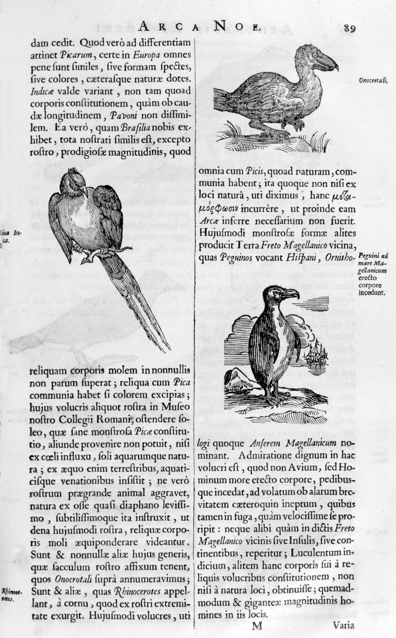 Fugle, 1675. af Athanasius Kircher