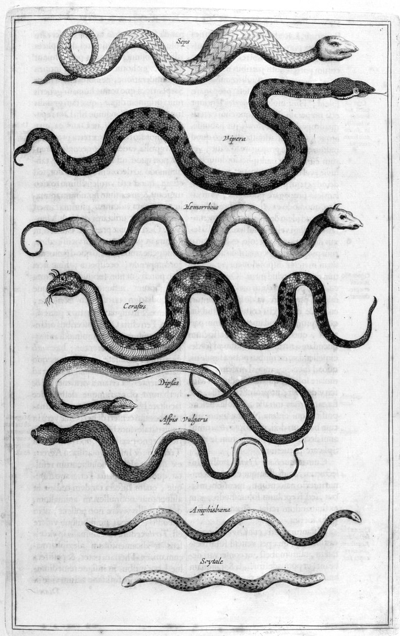 Slanger, 1675. af Athanasius Kircher
