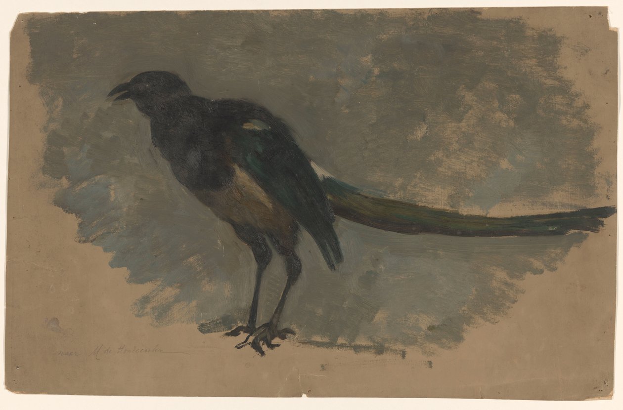 Studie af en magpie af August Allebe