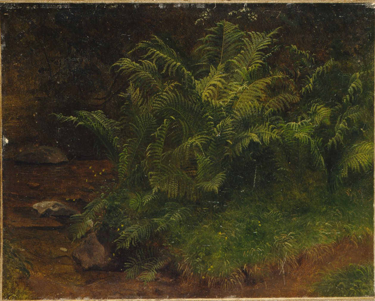 Undersøgelse af bregne (olie på lærred) af August Cappelen