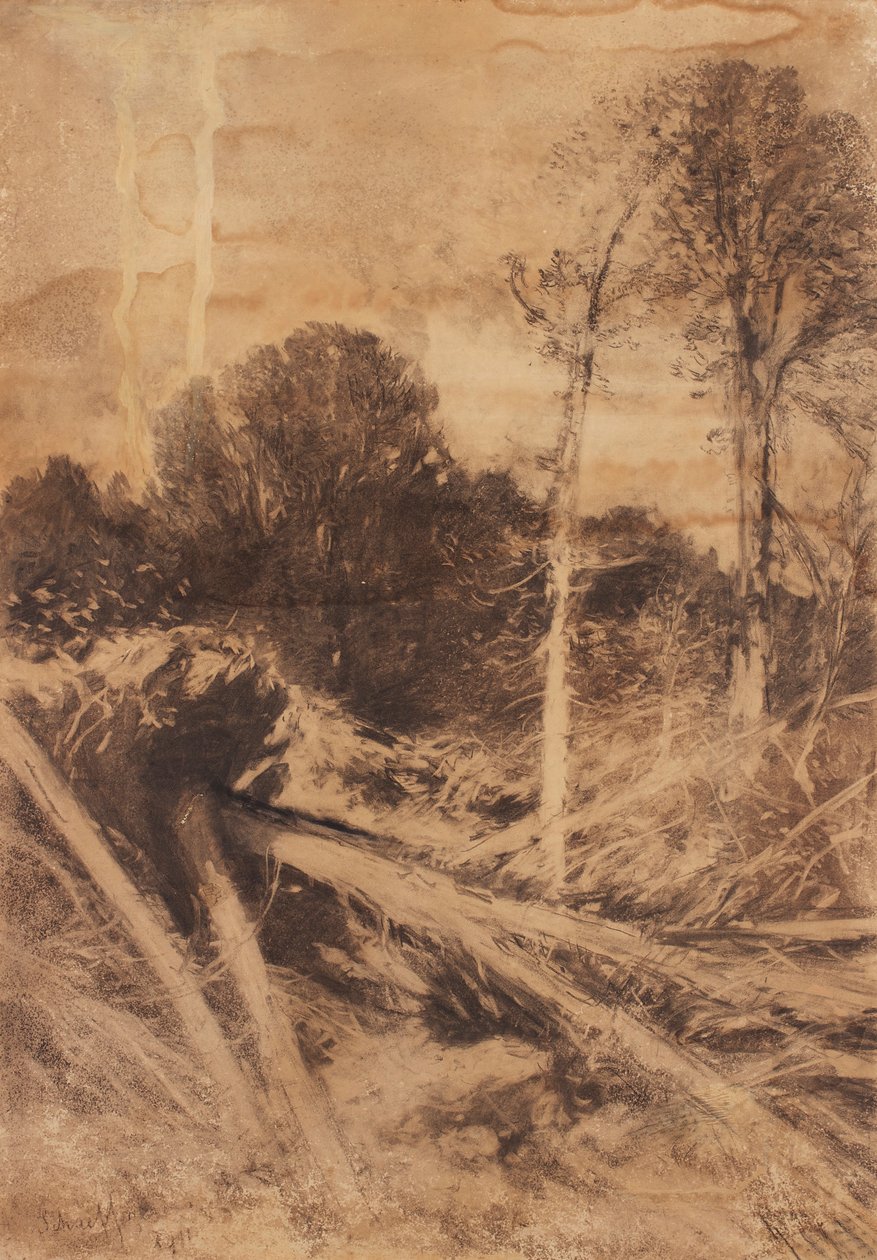 træ undersøgelse af August Schaeffer von Wienwald