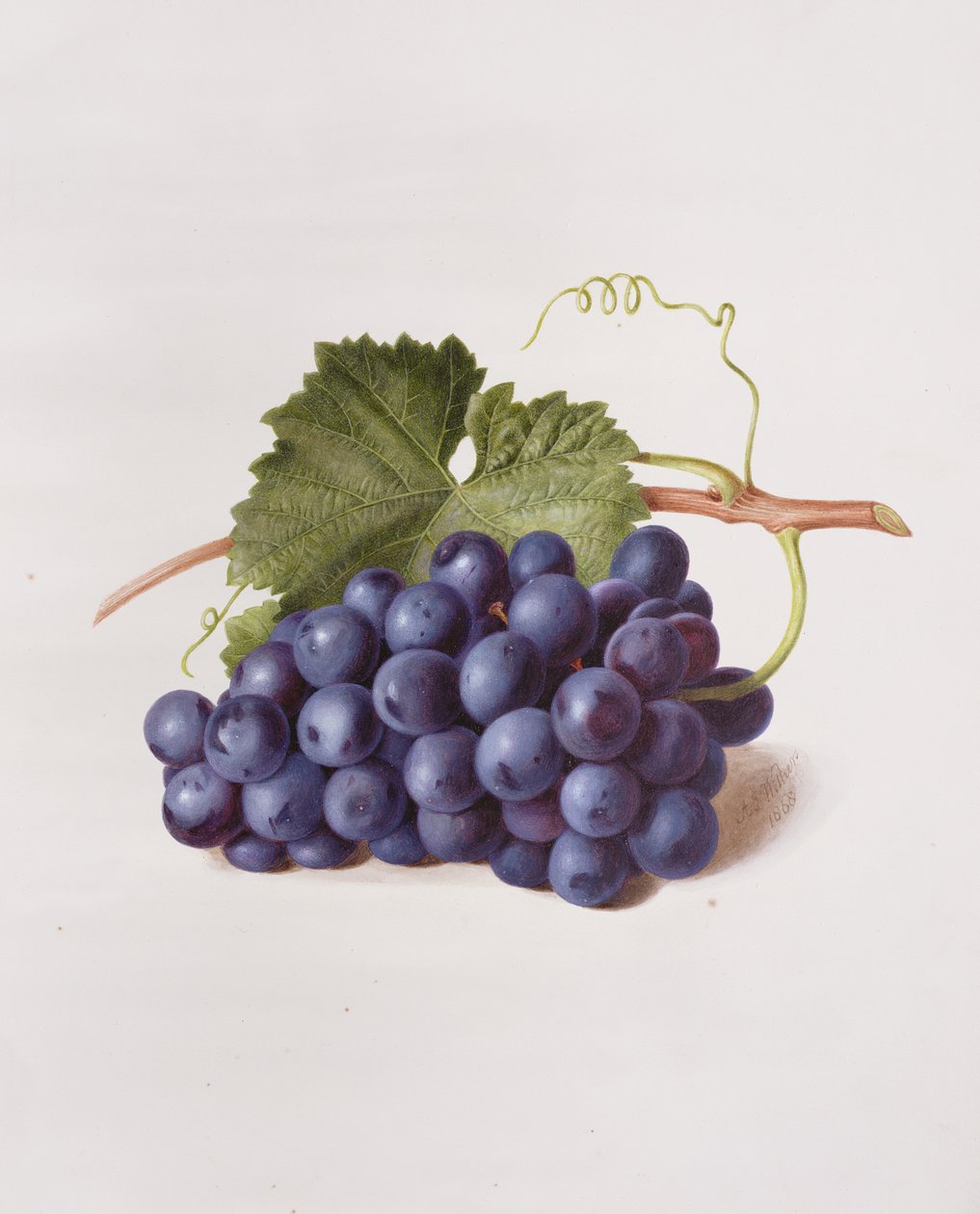 Vinens frugt, 1868 af Augusta Innes Withers