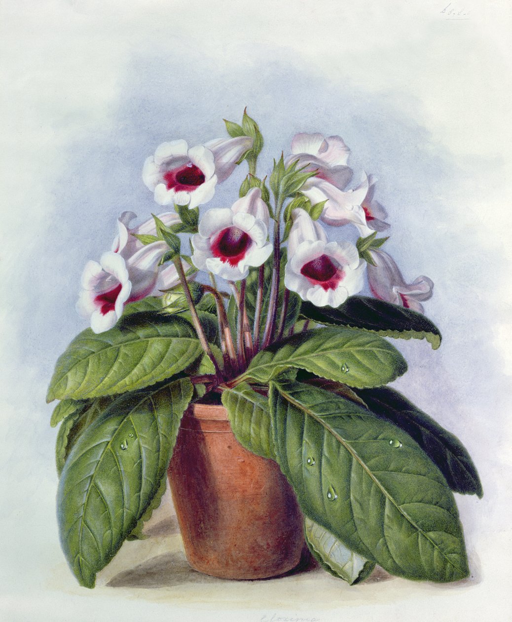 Gloxinia i en gryde, ca. 1860 af Augusta Innes Withers