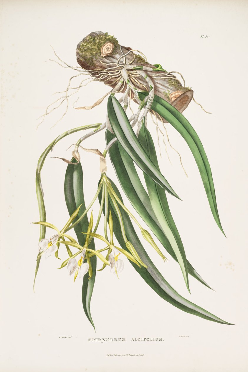 Illustration af Epidendrum parkinsonianum (som syn. Epidendrum aloifolium) af Augusta Innes Withers