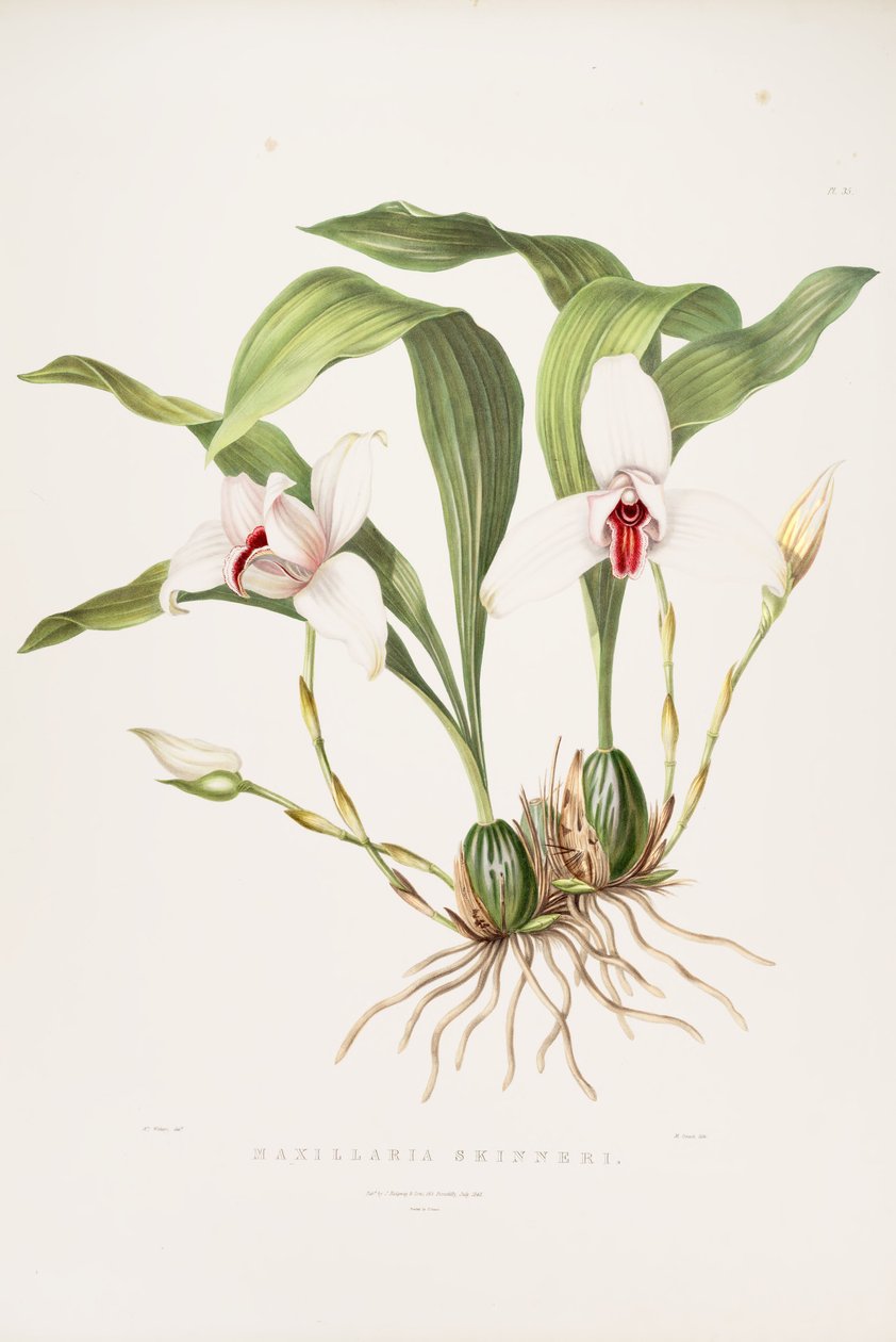 Illustration af Lycaste skinneri (som syn. Maxillaria skinneri) af Augusta Innes Withers