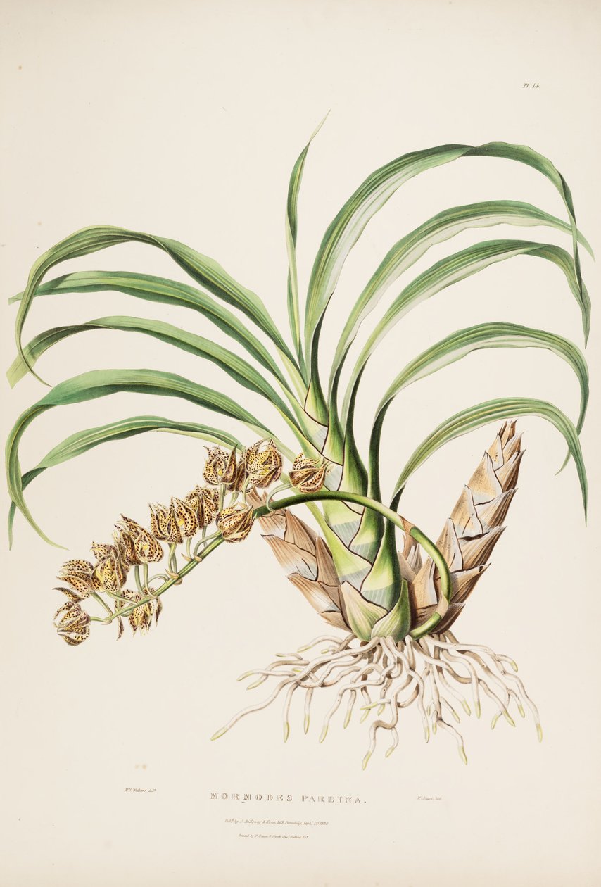 Illustration af Mormodes maculata var. maculata (som syn. Mormodes pardina) af Augusta Innes Withers