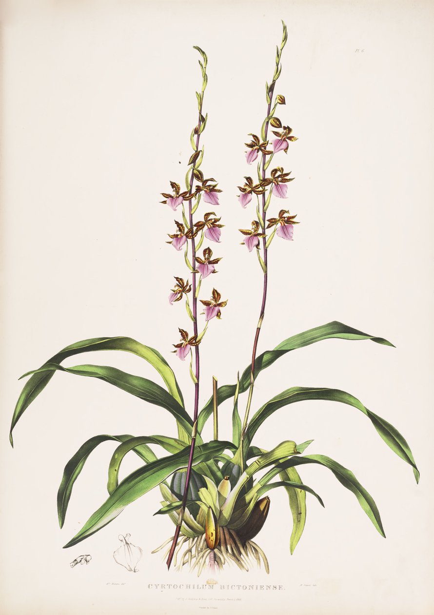 Illustration af Rhynchostele bictoniensis (som syn. Cyrtochilum bictoniense) af Augusta Innes Withers