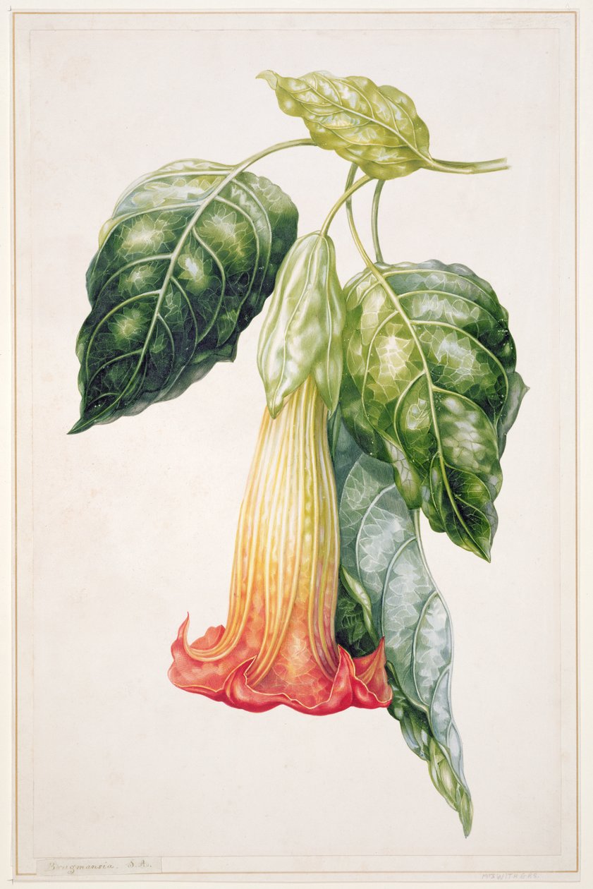 PD.993-1973 Thorn Apple blomst fra Ecuador, Datura rosei (gouache) af Augusta Innes Withers