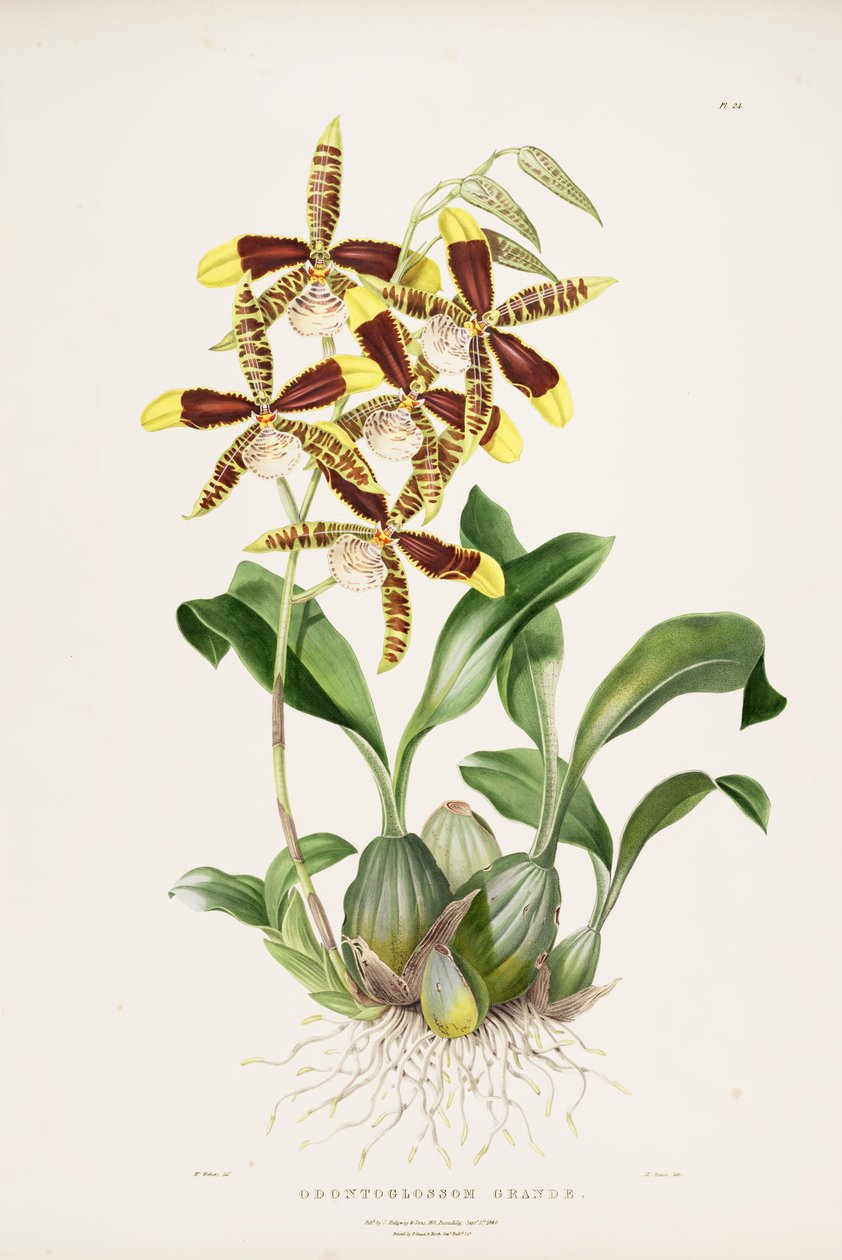 store Rossioglossum af Augusta Innes Withers