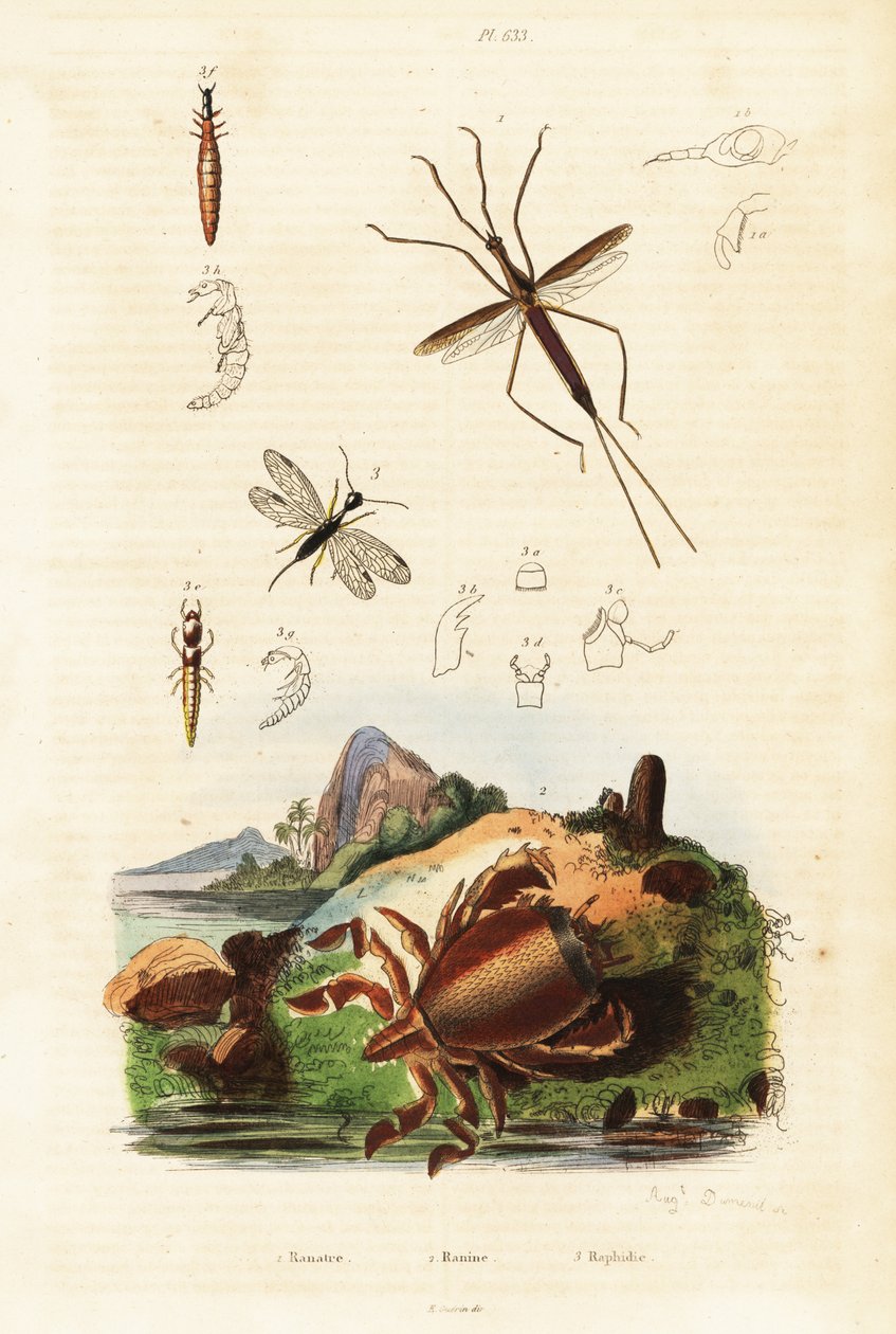 Rød frøkrabbe, slangeflue og vandfugl. af Auguste Dumenil