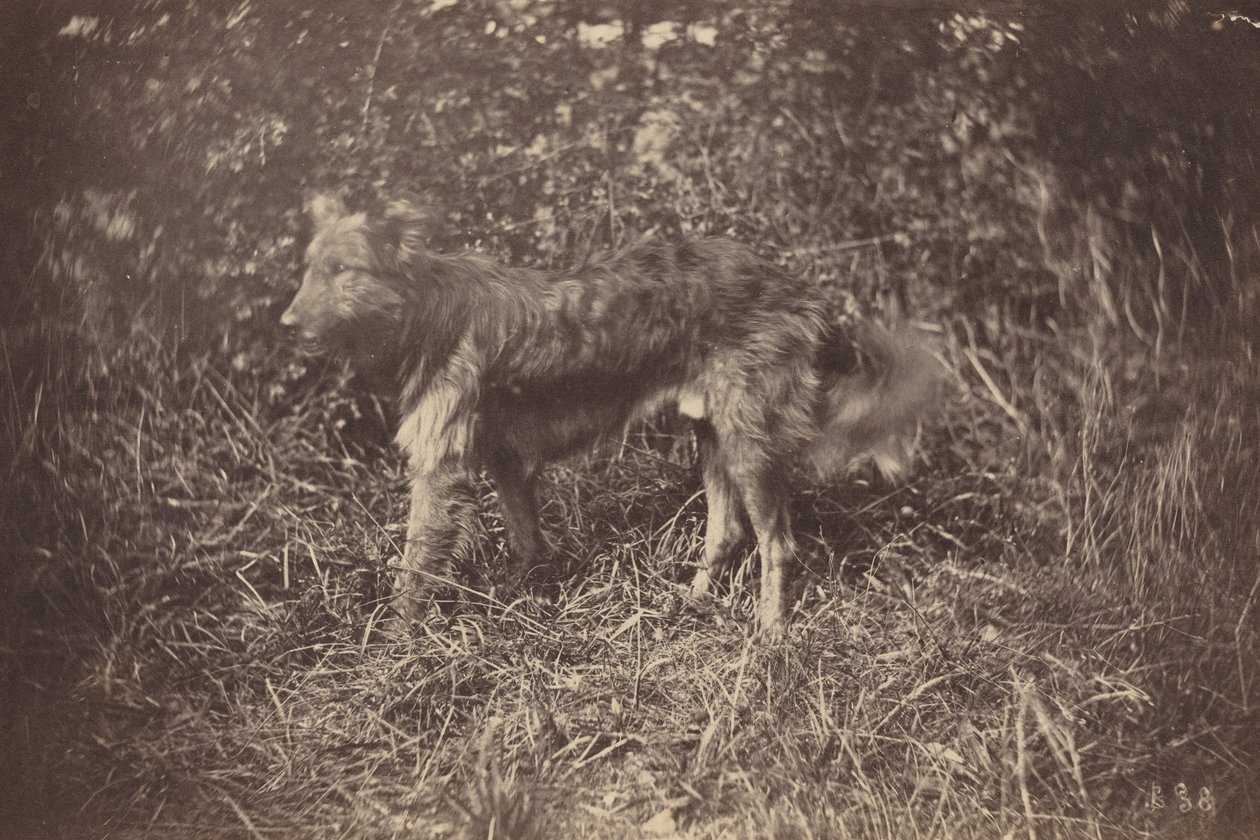 Studie af en hund af Auguste Giraudon