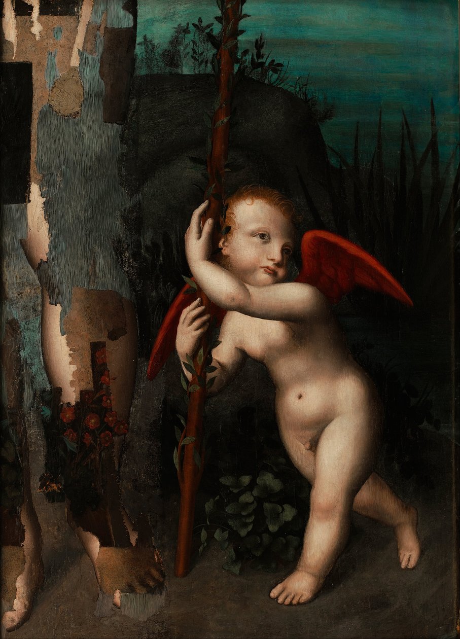 Amor med en myrte af Aurelio Luini