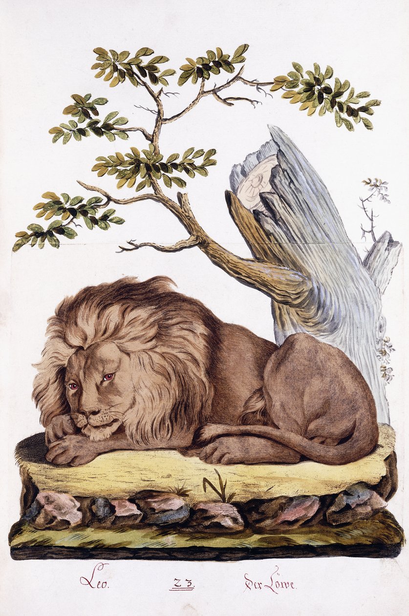 Lion, 1794dani af Austrian School