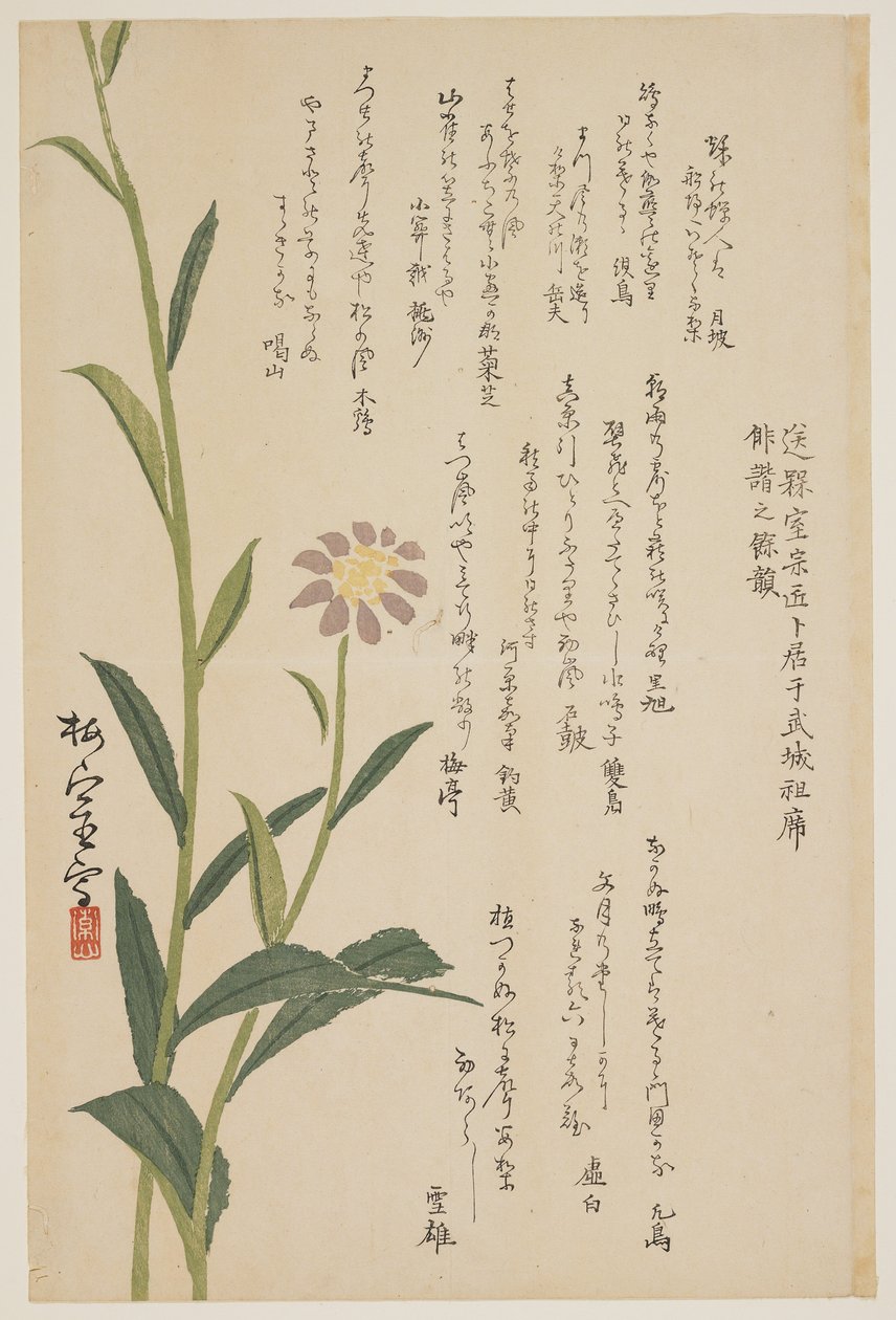 Lilla blomst, ca. 1830-1844 (træbloktryk i farver) af Baishitsu