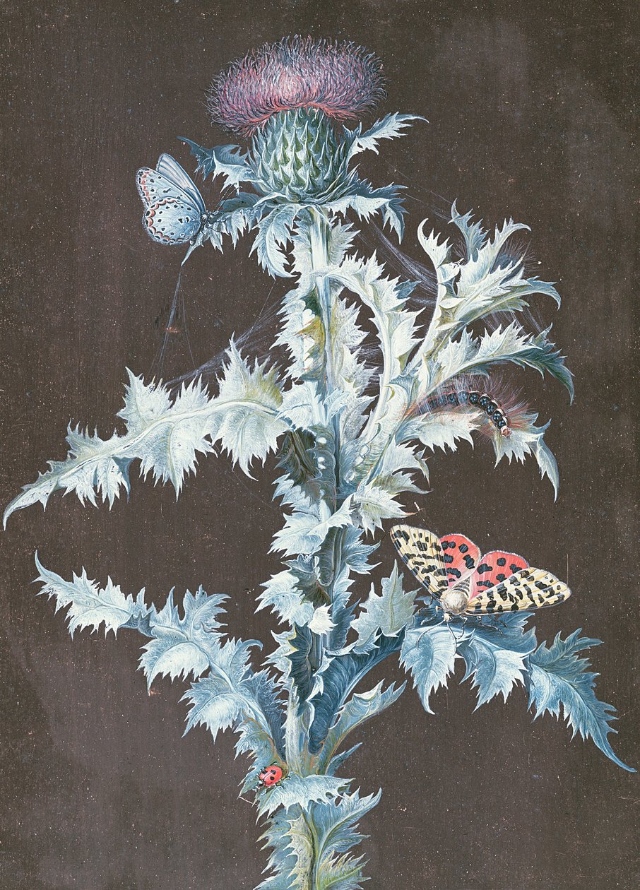 Stilleben af en tidsel (gouache) af Barbara Regina Dietzsch