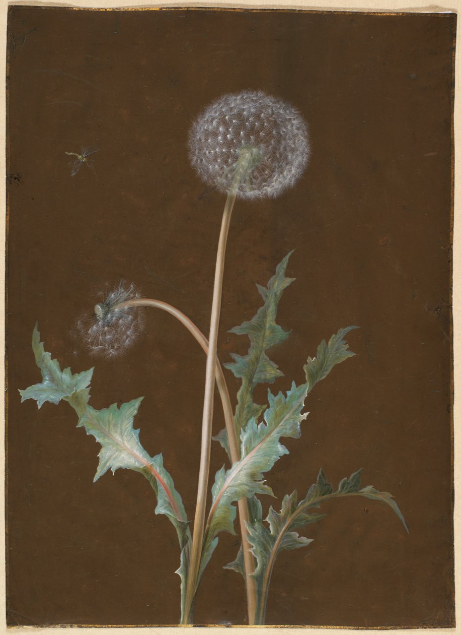 Dandelion af Barbara Regina Dietzsch