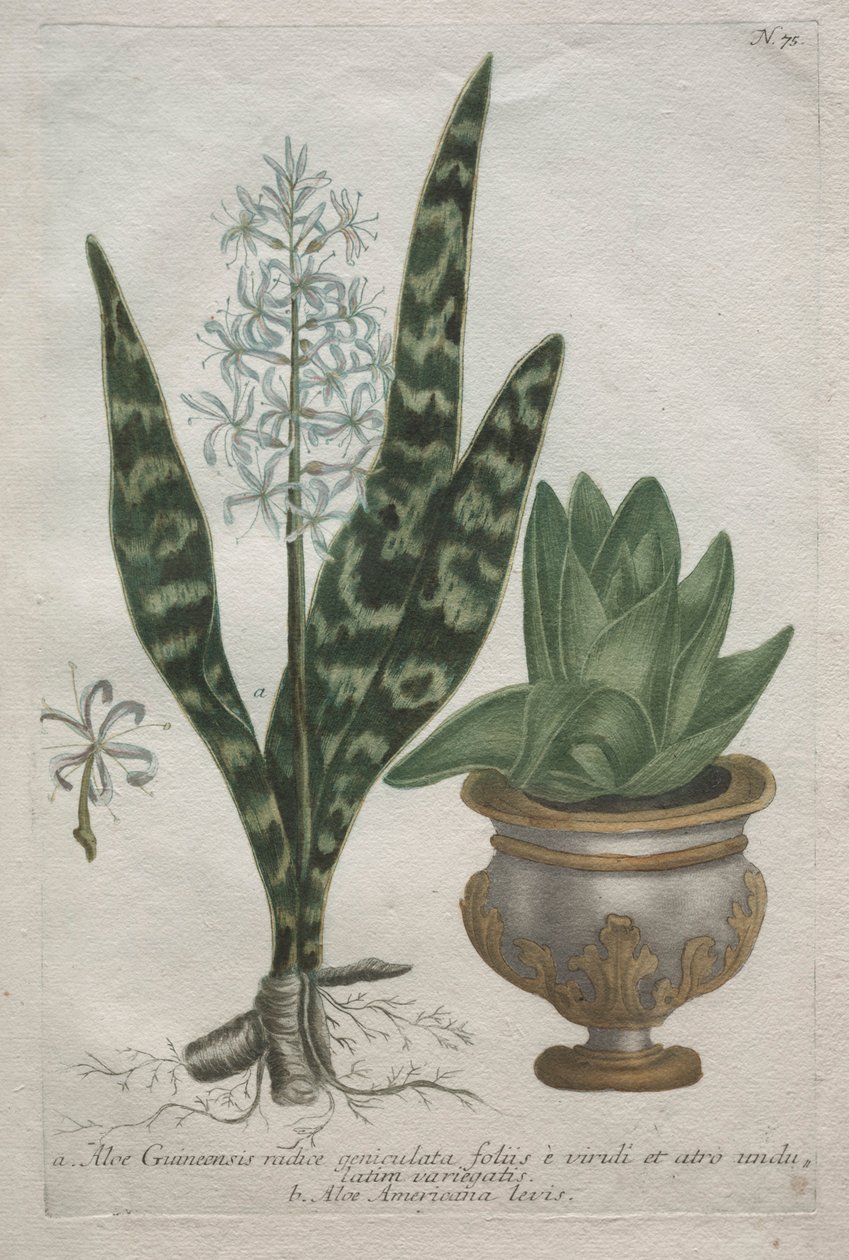 Aloe. af Bartholomaus Seutter