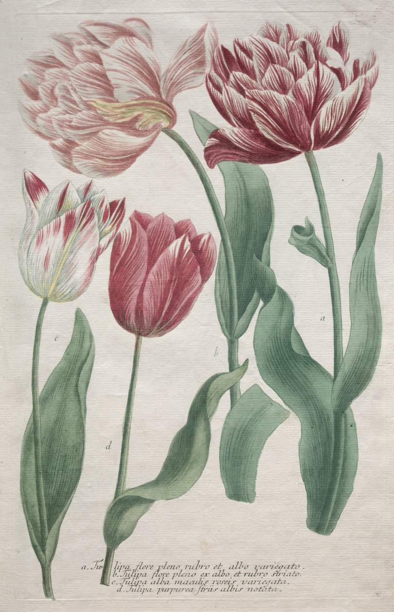 Tulipaner af Bartholomaus Seutter