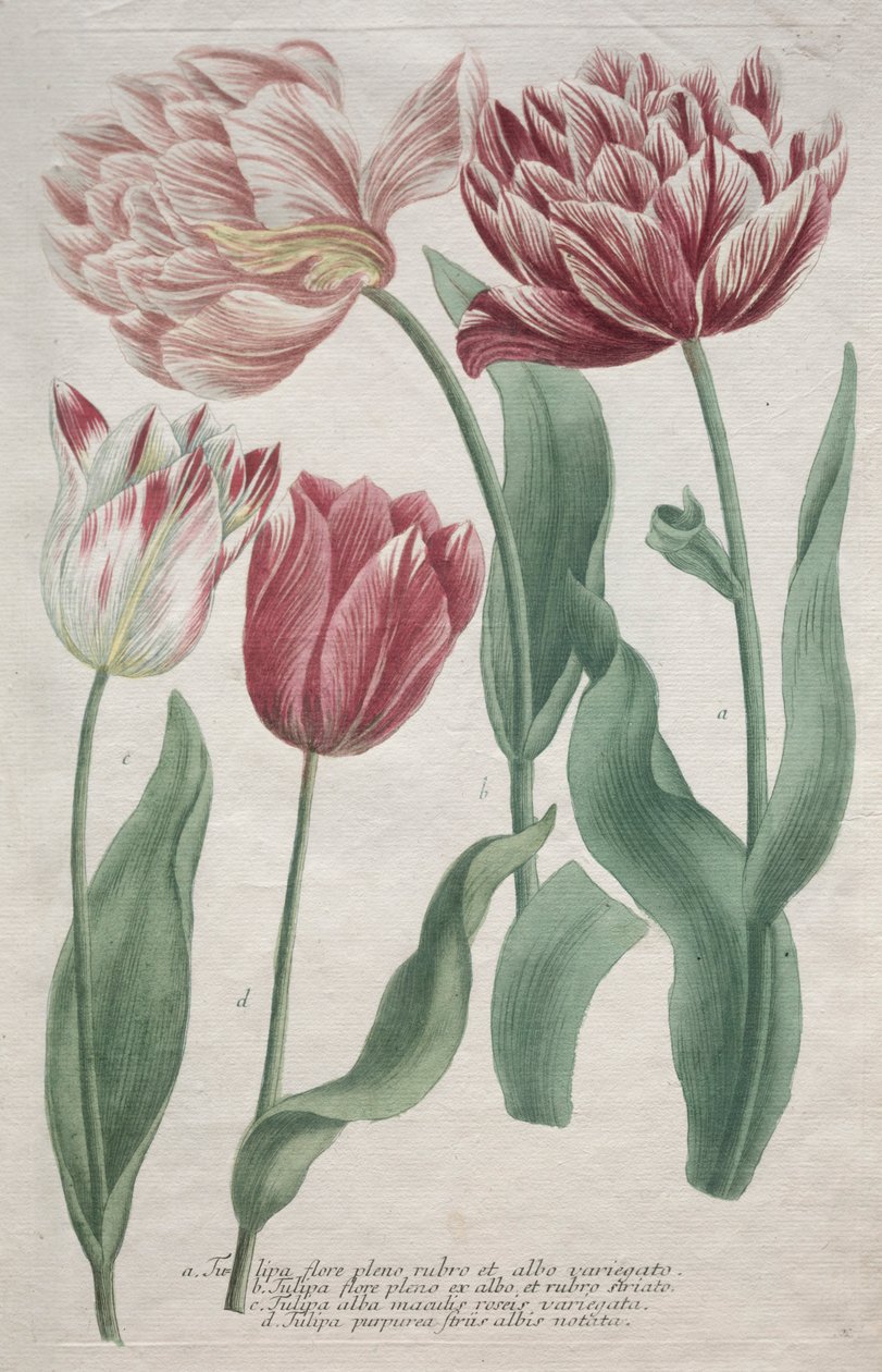 Tulipaner. af Bartholomaus Seutter