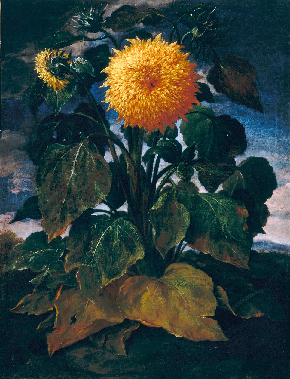 Dobbelt solsikke af Bartolomeo Bimbi