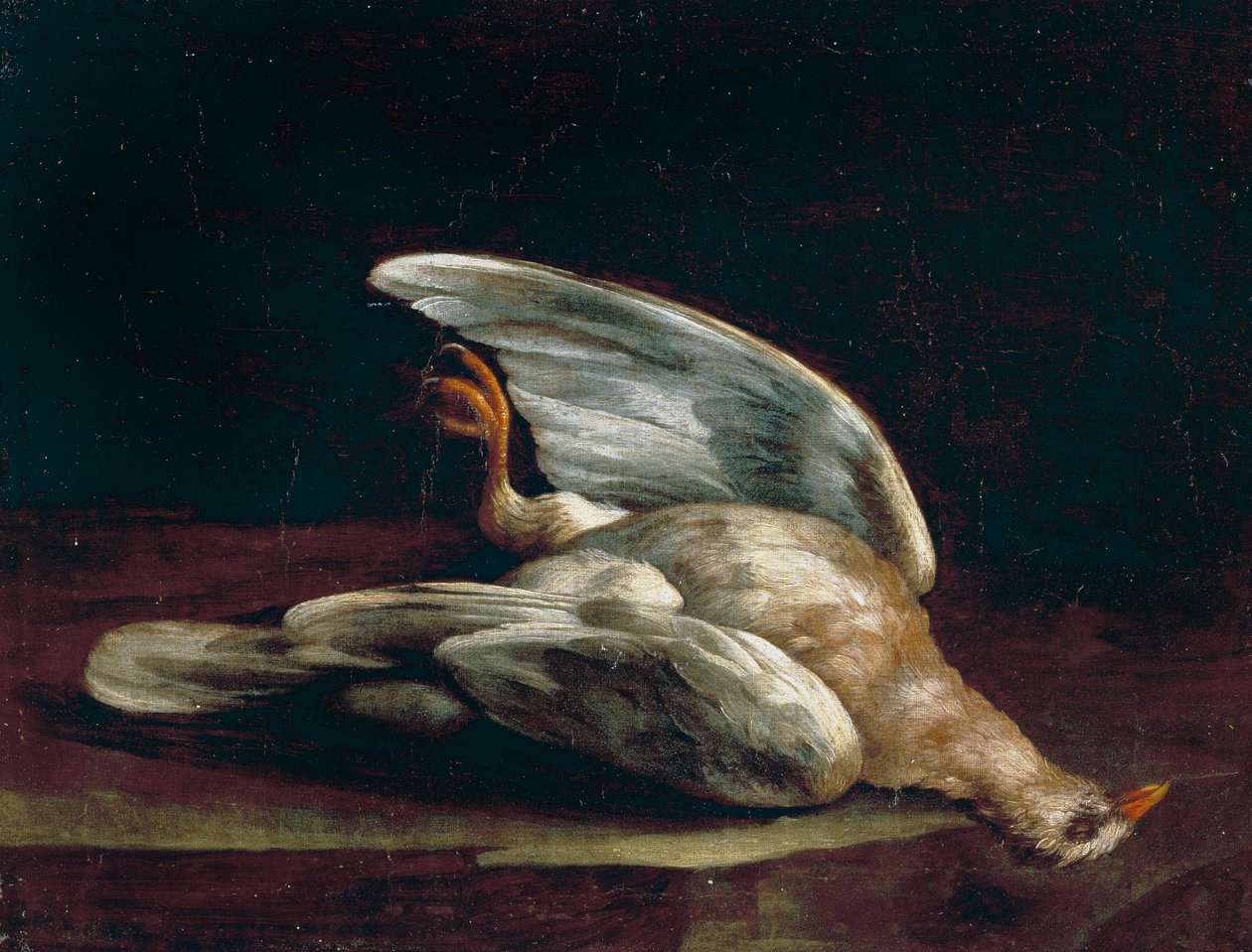 Skovdue af Bartolomeo Bimbi