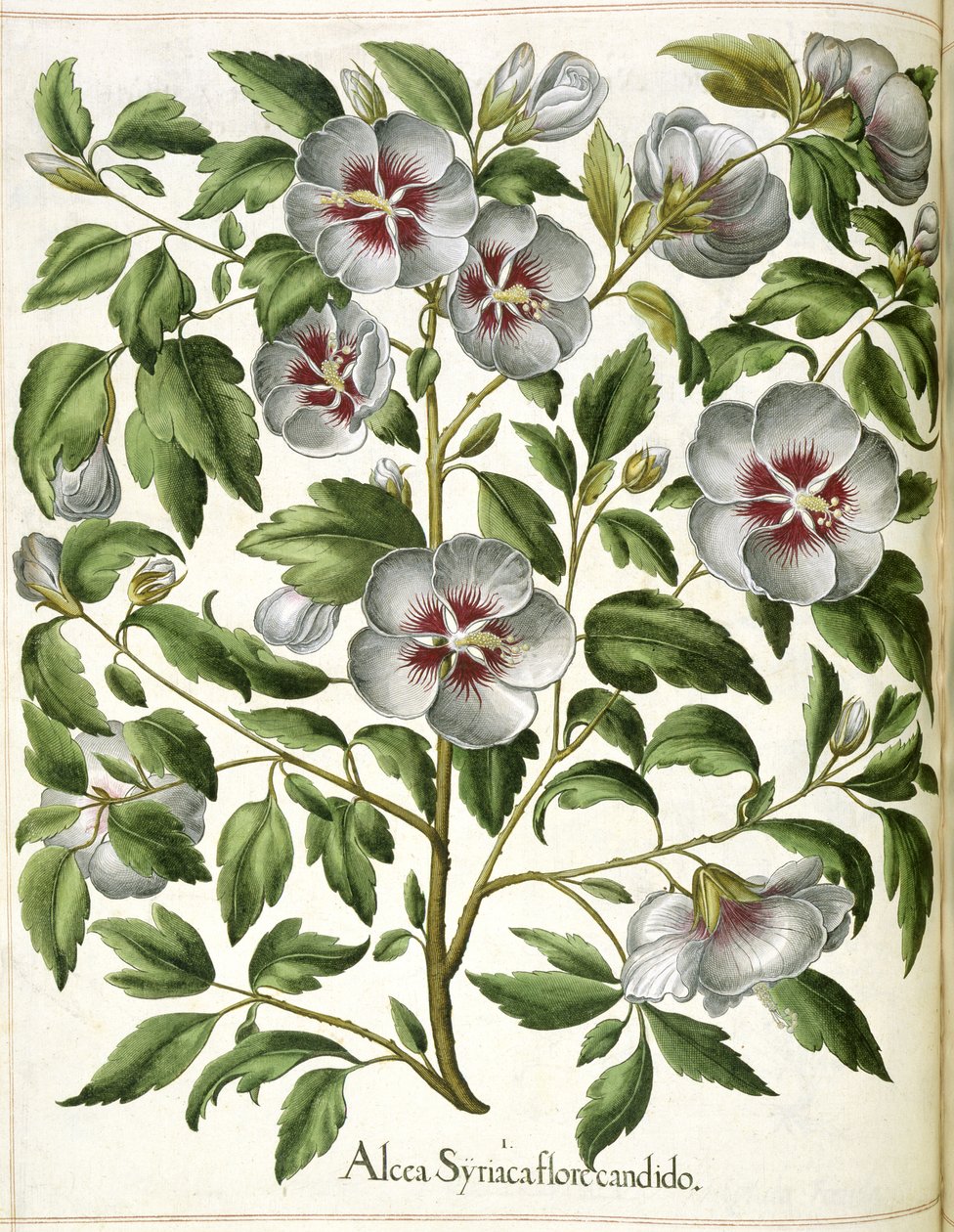Alcca Syriaca, fra 