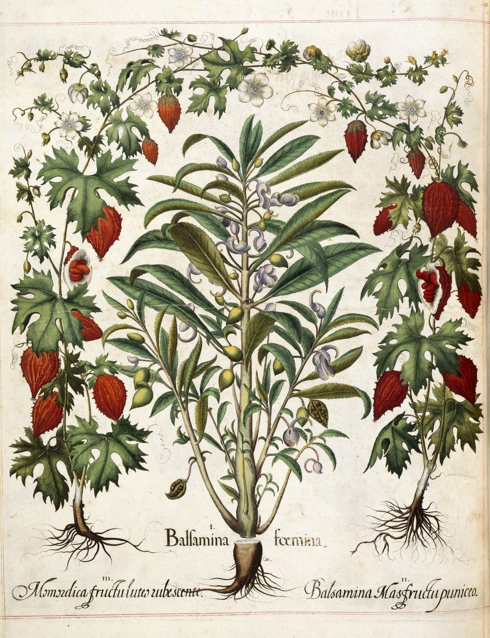 Frugtplanter, fra 