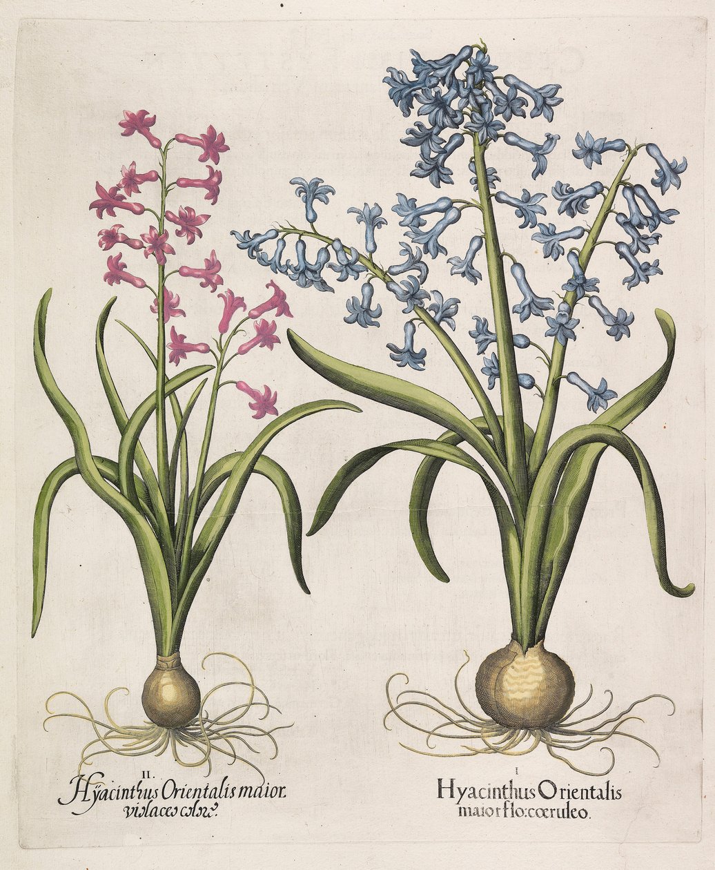 Hyacinthus orientalis, 1613 af Basilius Besler