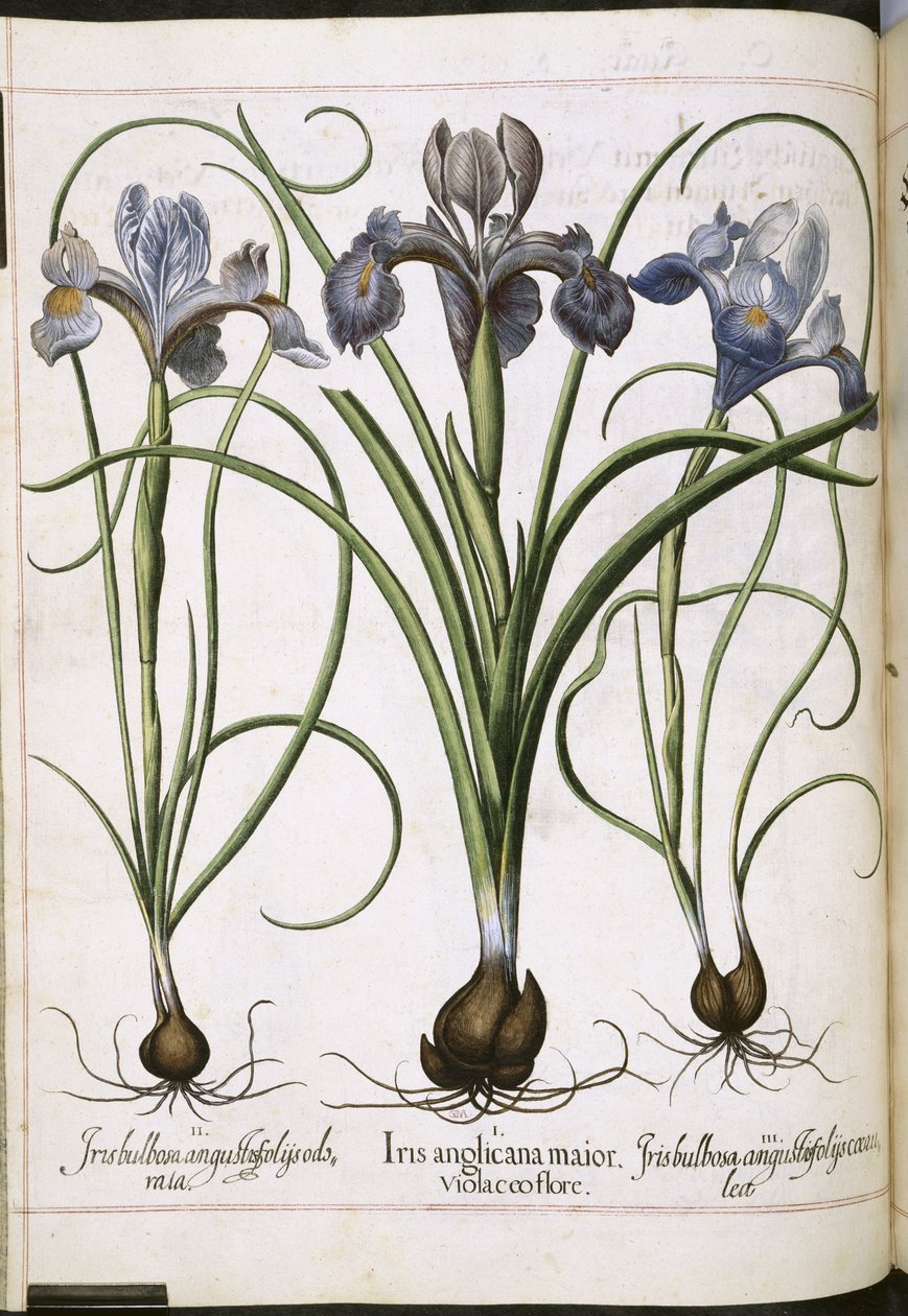 Iris, fra 