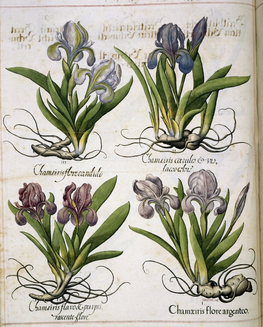 Iris, fra 