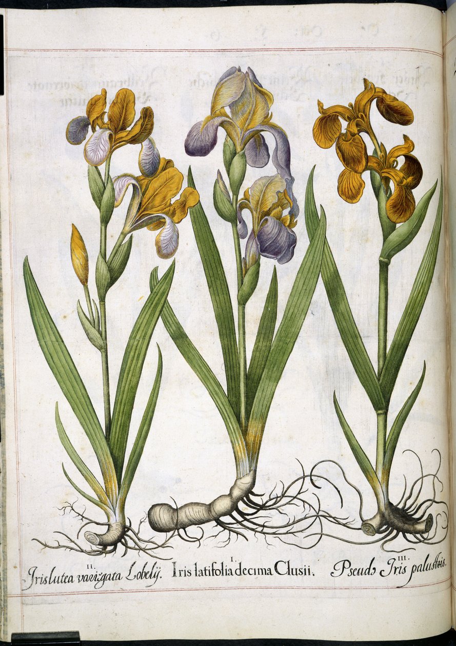 Iris, fra 