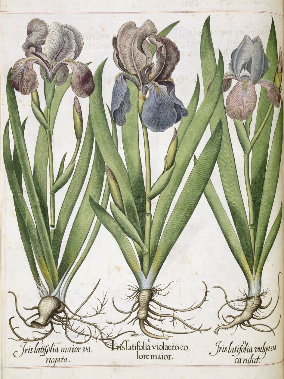 Iris, fra 