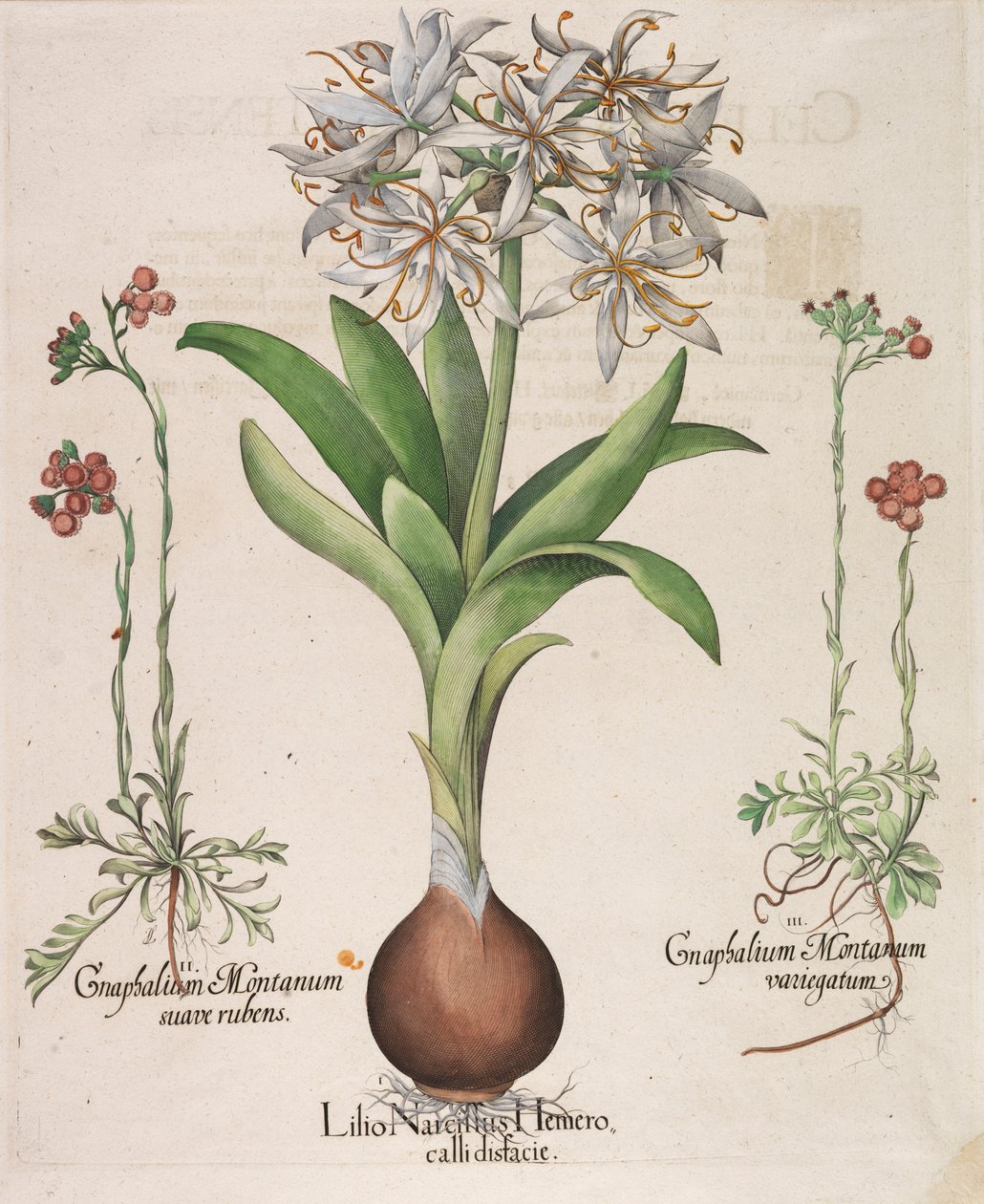 Lilius Narcissus Hemerocellus, 1613 af Basilius Besler